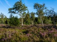 Blühende Besenheide und junge Birken